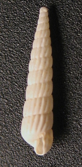 Famiglia Pyramidellidae